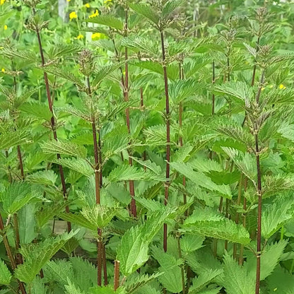 stinging nettle leaf plant canada Urtica dioica