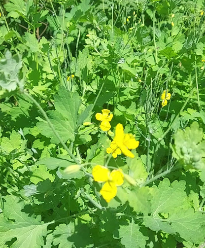 Baume à la chélidoine